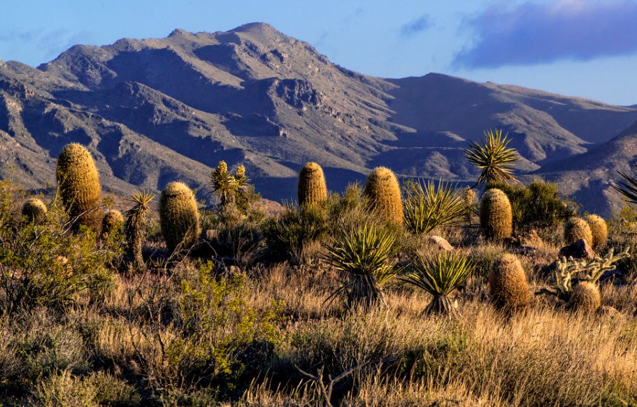 Providence Mountains State Recreation Area, California, USA